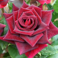 Load image into Gallery viewer, Talunga Estate PINOT NOIR 2022
