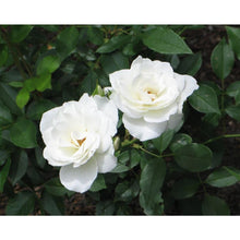 Load image into Gallery viewer, Talunga Estate PINOT GRIGIO 2021
