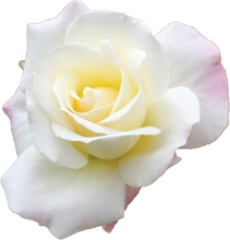 Load image into Gallery viewer, Talunga Estate Riesling 2022
