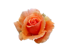 Load image into Gallery viewer, Talunga Estate Merlot/ Shiraz 2016
